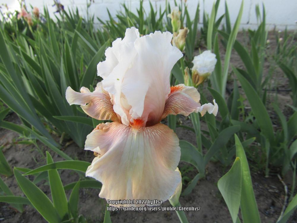 Photo of Tall Bearded Iris (Iris 'Sugar Dumpling') uploaded by GreenIris