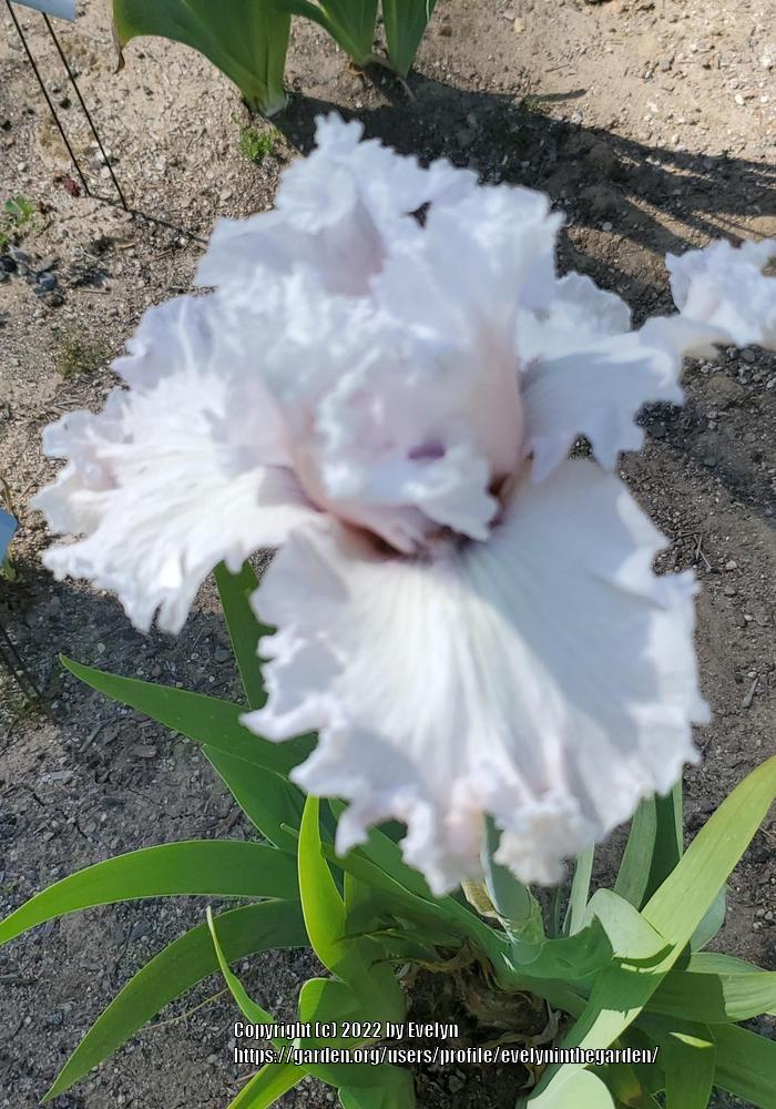 Photo of Tall Bearded Iris (Iris 'Strawberry Frosting') uploaded by evelyninthegarden