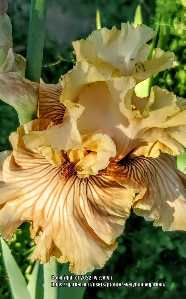 Photo of Tall Bearded Iris (Iris 'Sweetwater Pie Burns') uploaded by evelyninthegarden