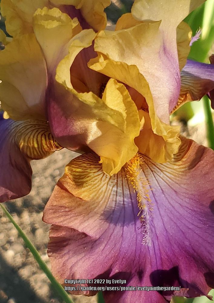 Photo of Tall Bearded Iris (Iris 'Trillion') uploaded by evelyninthegarden