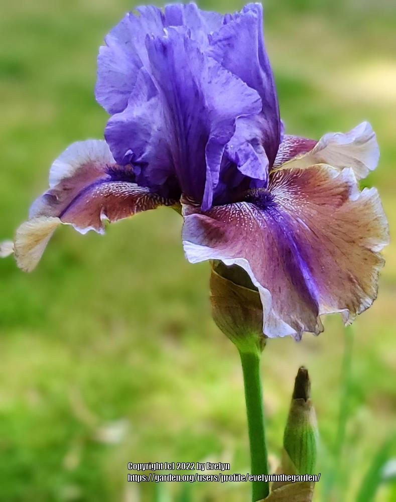 Photo of Tall Bearded Iris (Iris 'Comic Opera') uploaded by evelyninthegarden