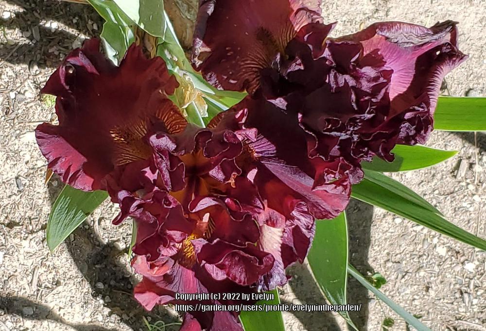 Photo of Tall Bearded Iris (Iris 'Grateful Red') uploaded by evelyninthegarden
