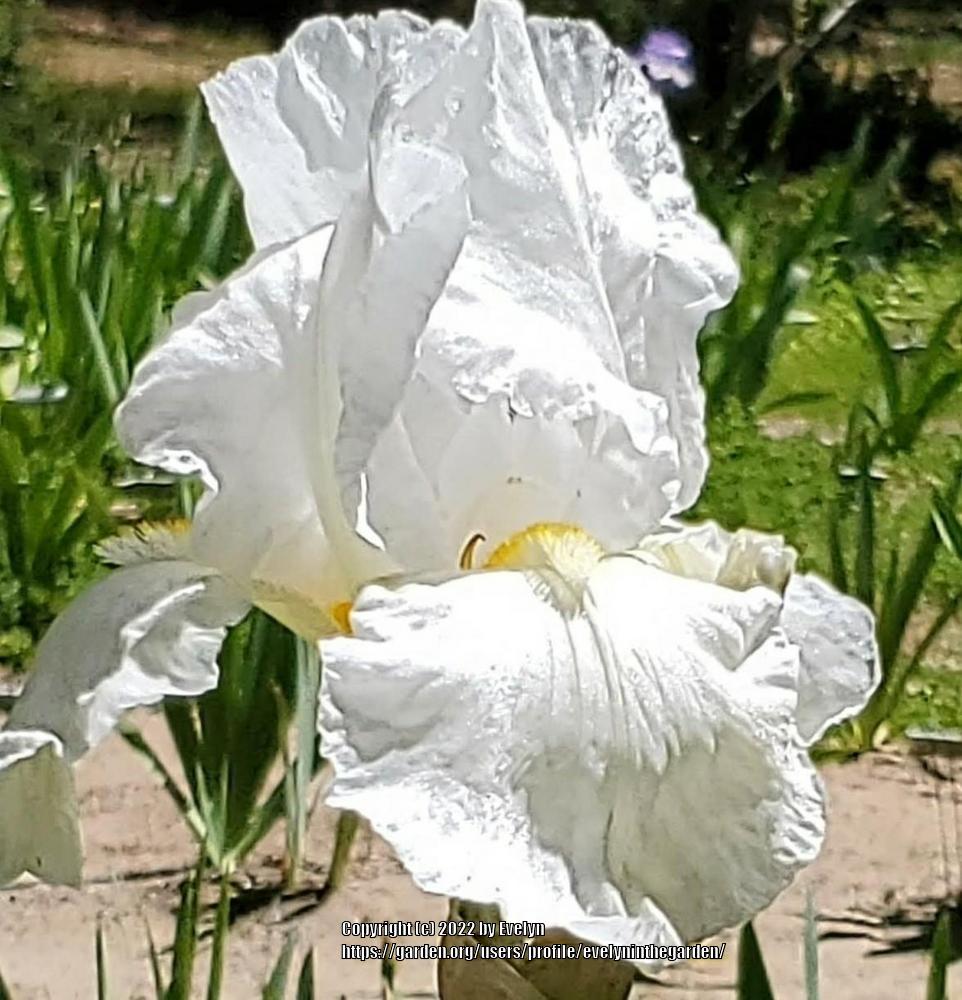 Photo of Tall Bearded Iris (Iris 'Immortality') uploaded by evelyninthegarden