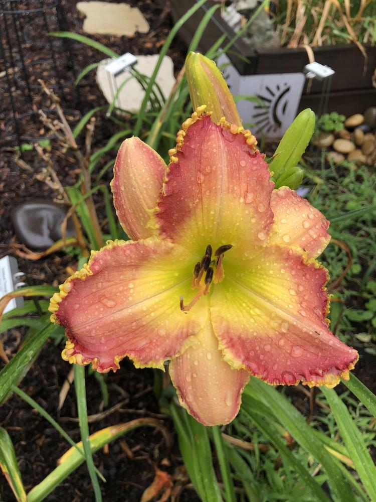 Photo of Daylily (Hemerocallis 'Scattered Through Time') uploaded by geeter8