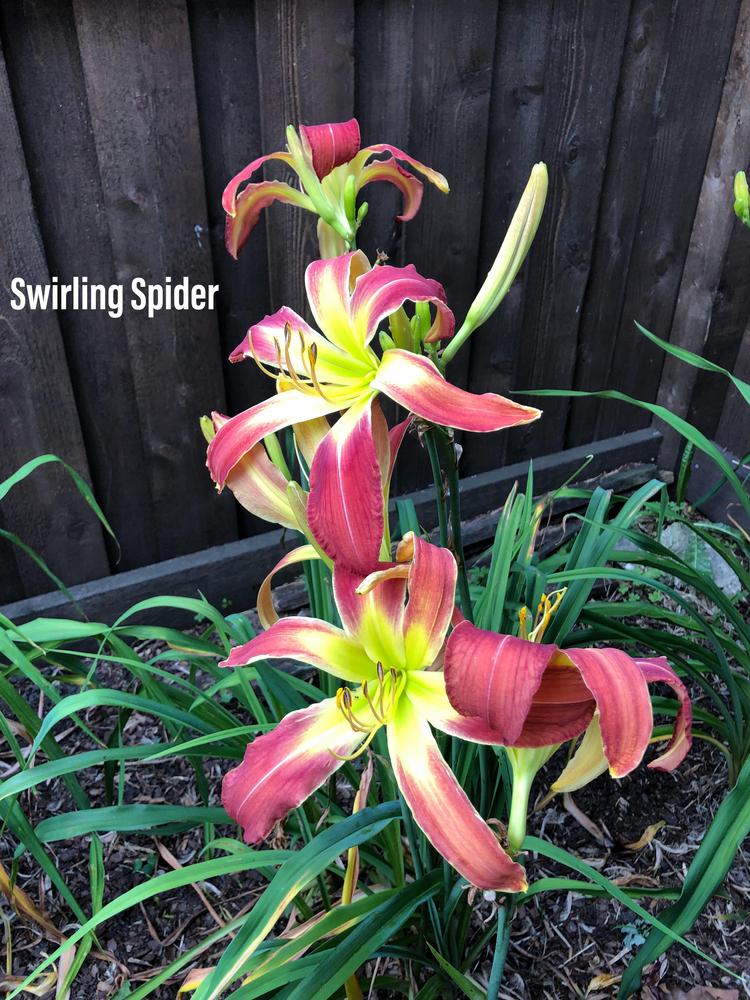 Photo of Daylily (Hemerocallis 'Swirling Spider') uploaded by geeter8