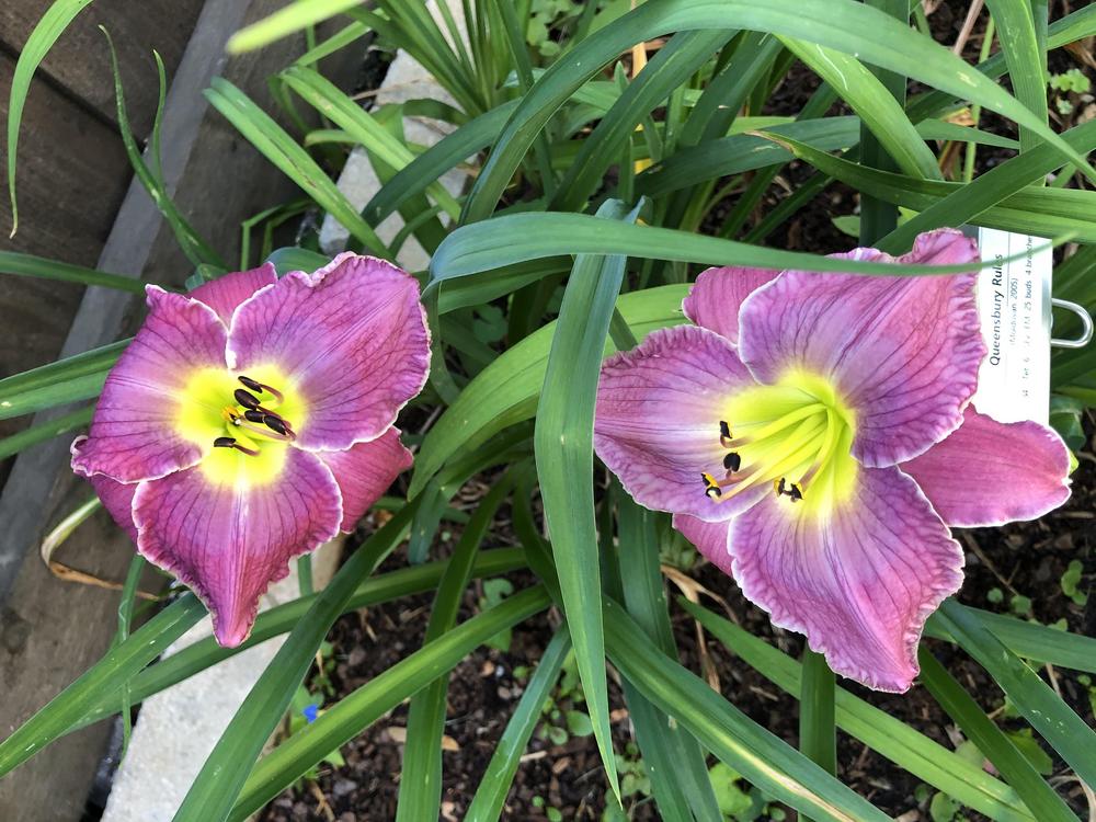 Photo of Daylily (Hemerocallis 'Queensbury Rules') uploaded by geeter8