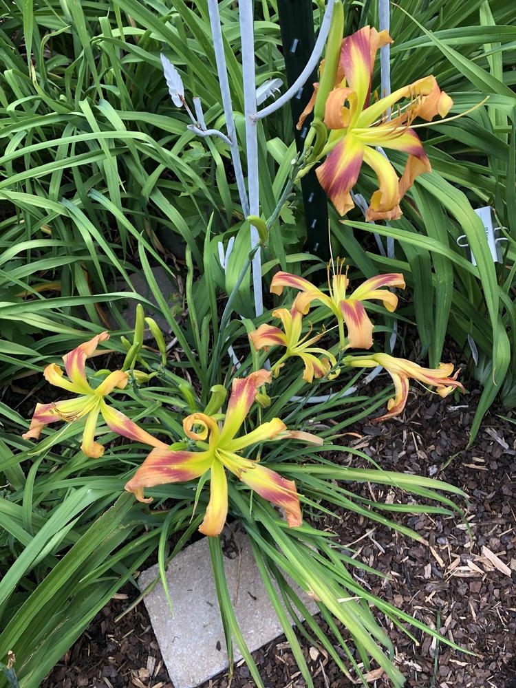 Photo of Daylily (Hemerocallis 'Ruth Gets it Done') uploaded by geeter8