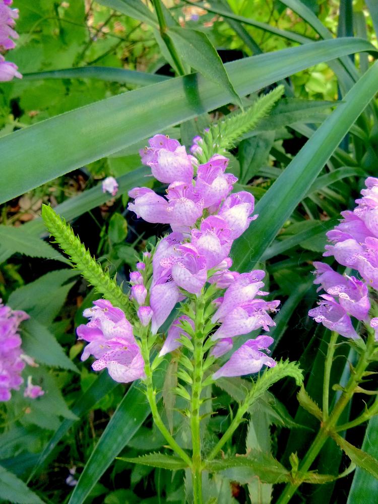 Photo of Obedient Plant (Physostegia virginiana) uploaded by scvirginia