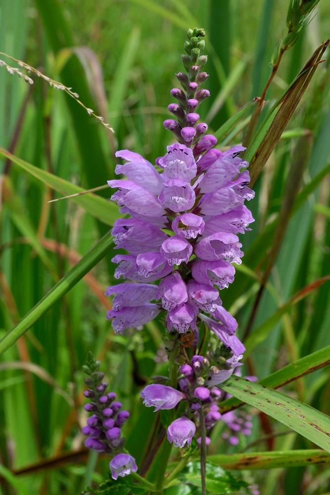 Photo of Common Obedient Plant (Physostegia virginiana subsp. virginiana) uploaded by scvirginia