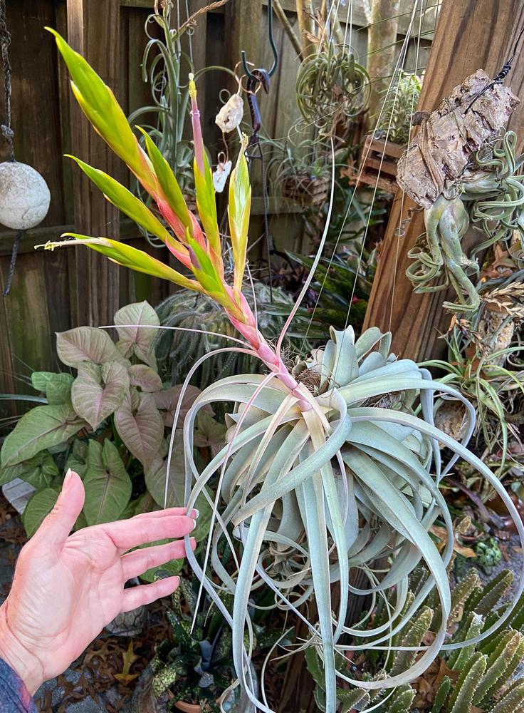 Photo of Air Plant (Tillandsia xerographica) uploaded by sunkissed