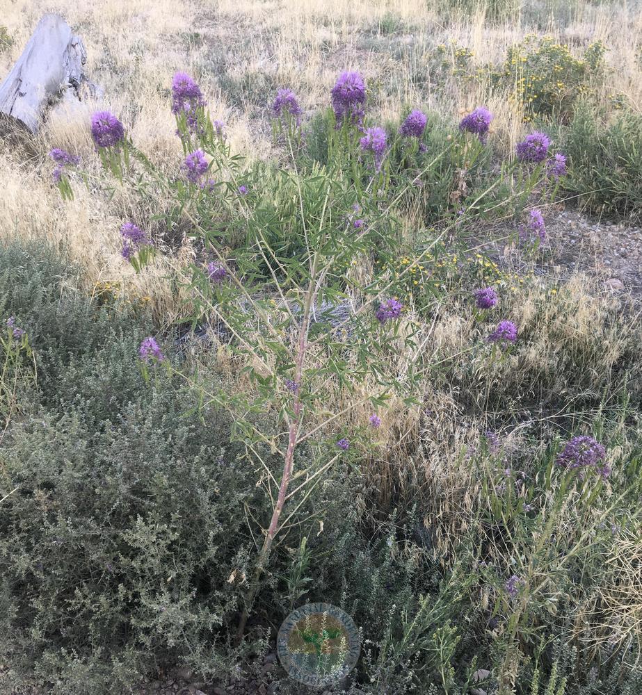 Photo of Rocky Mountain Beeplant (Cleomella serrulata) uploaded by BlueOddish