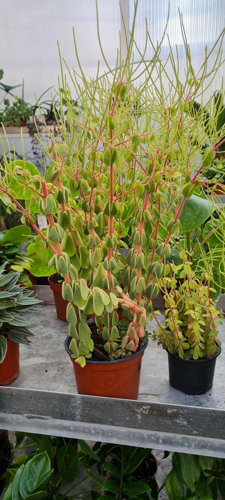 Photo of Red Log (Peperomia verticillata) uploaded by Natriy