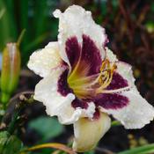 Daylily (Hemerocallis 'Moussaka') in the rain