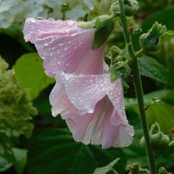 Location: Eagle Bay, New York
Date: 2022-09-06
Hollyhock (Alcea rosea) old-fashion 'Outhouse' single, pink form