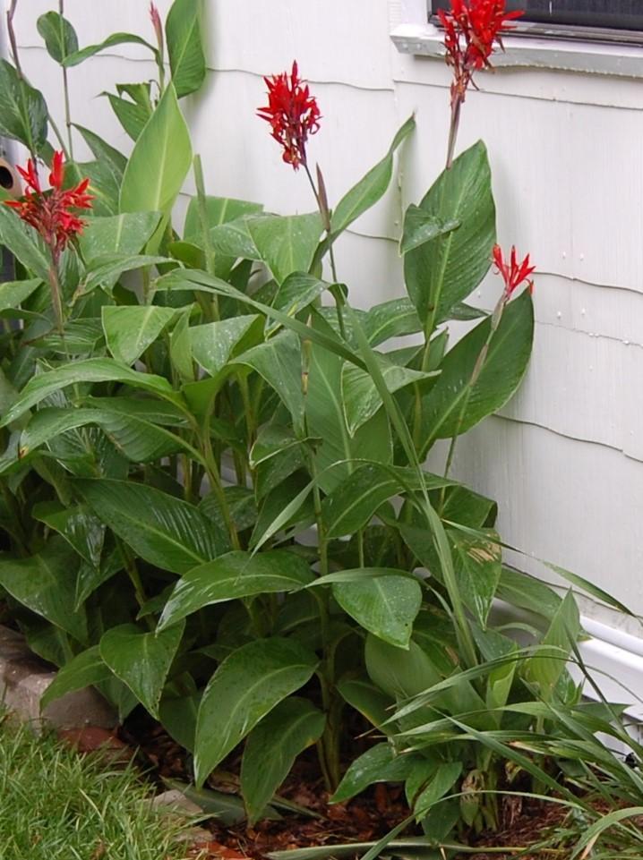 Photo of Canna Lily (Canna indica) uploaded by purpleinopp