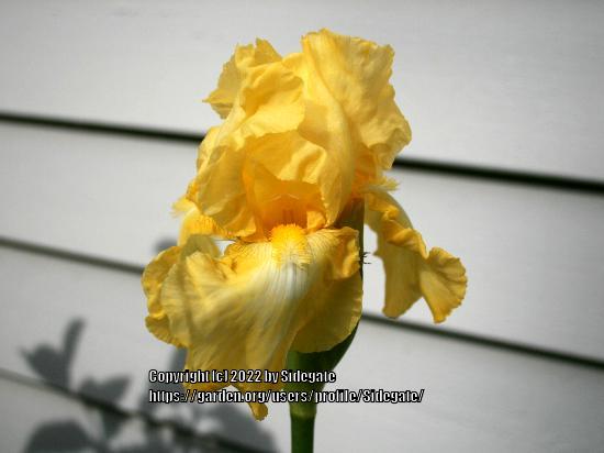 Photo of Tall Bearded Iris (Iris 'Summer Olympics') uploaded by Sidegate