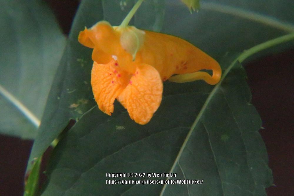Photo of Orange Jewelweed (Impatiens capensis) uploaded by WebTucker