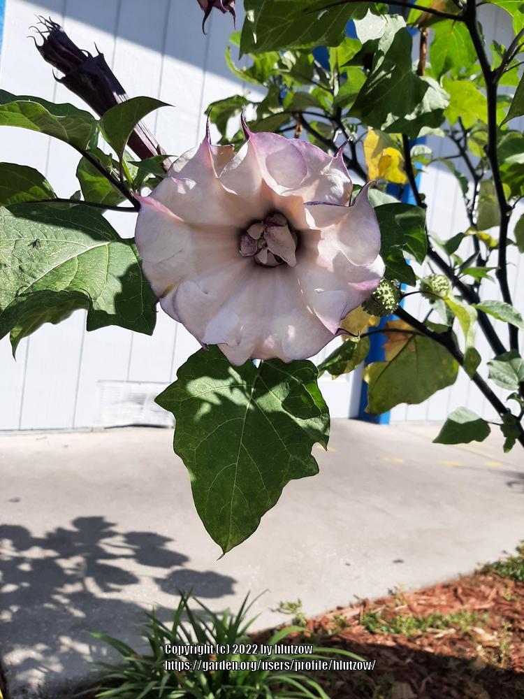 Photo of Devil's Trumpet (Datura) uploaded by hlutzow