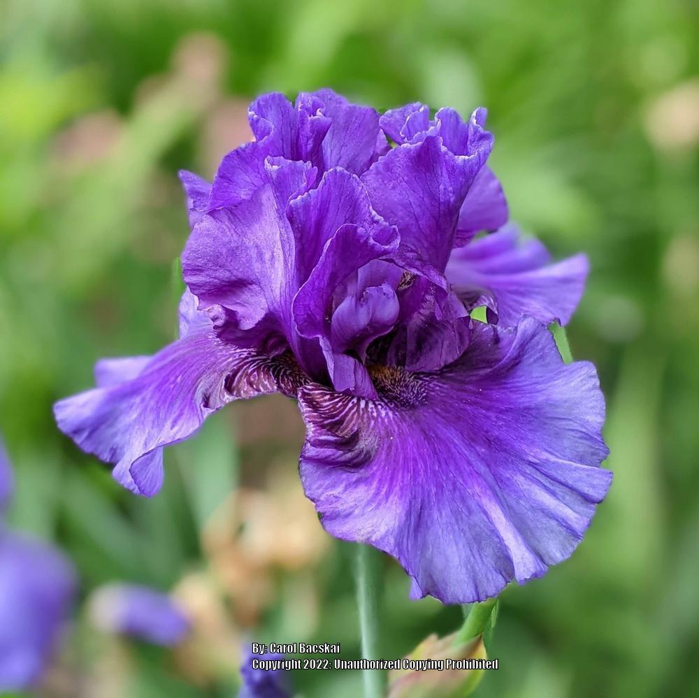 Photo of Irises (Iris) uploaded by Artsee1