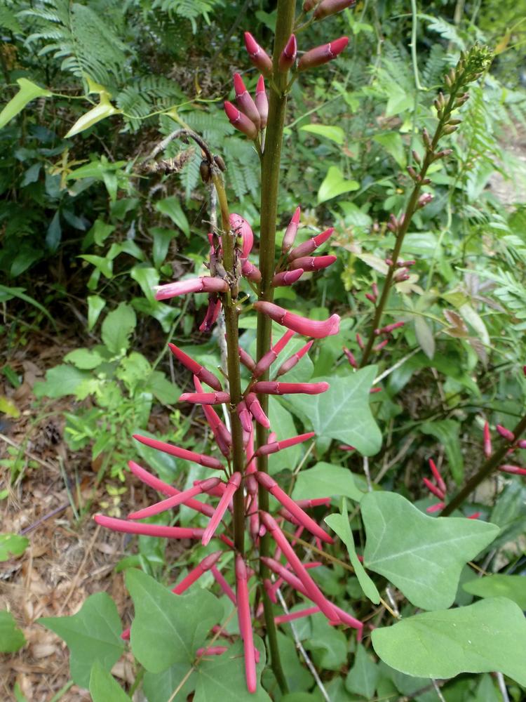Photo of Cherokee Bean (Erythrina herbacea) uploaded by scvirginia