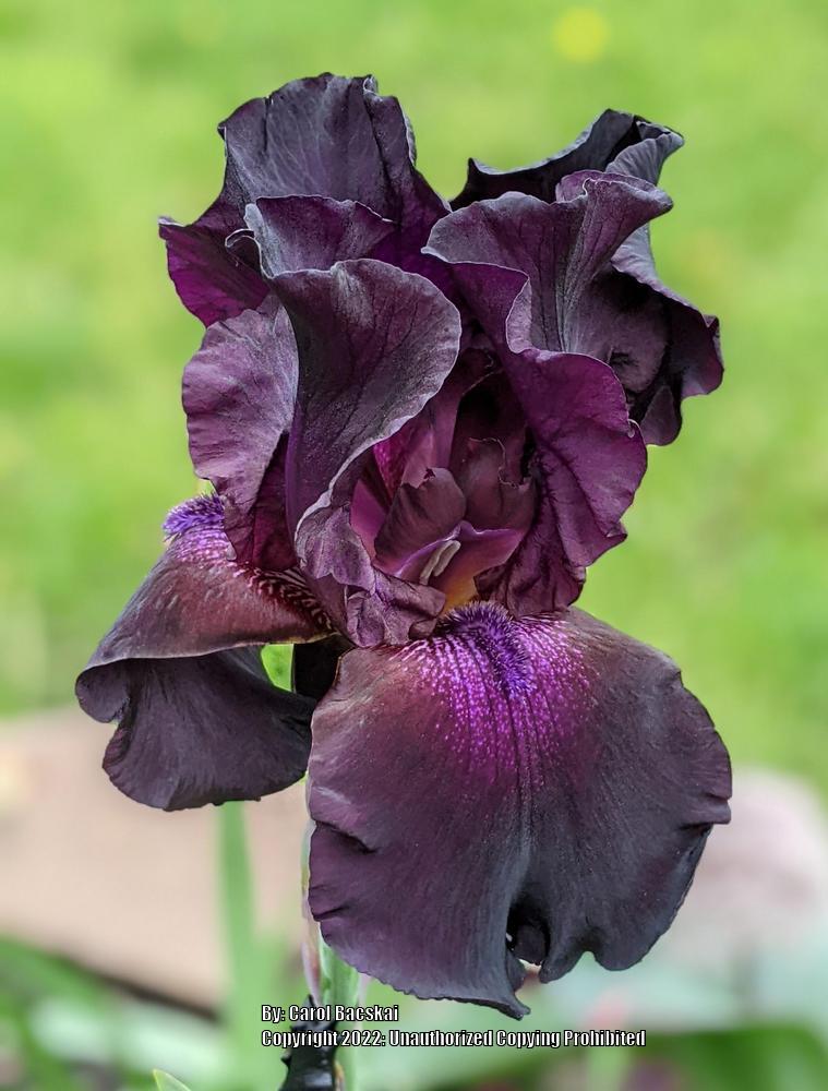 Photo of Tall Bearded Iris (Iris 'Superstition') uploaded by Artsee1