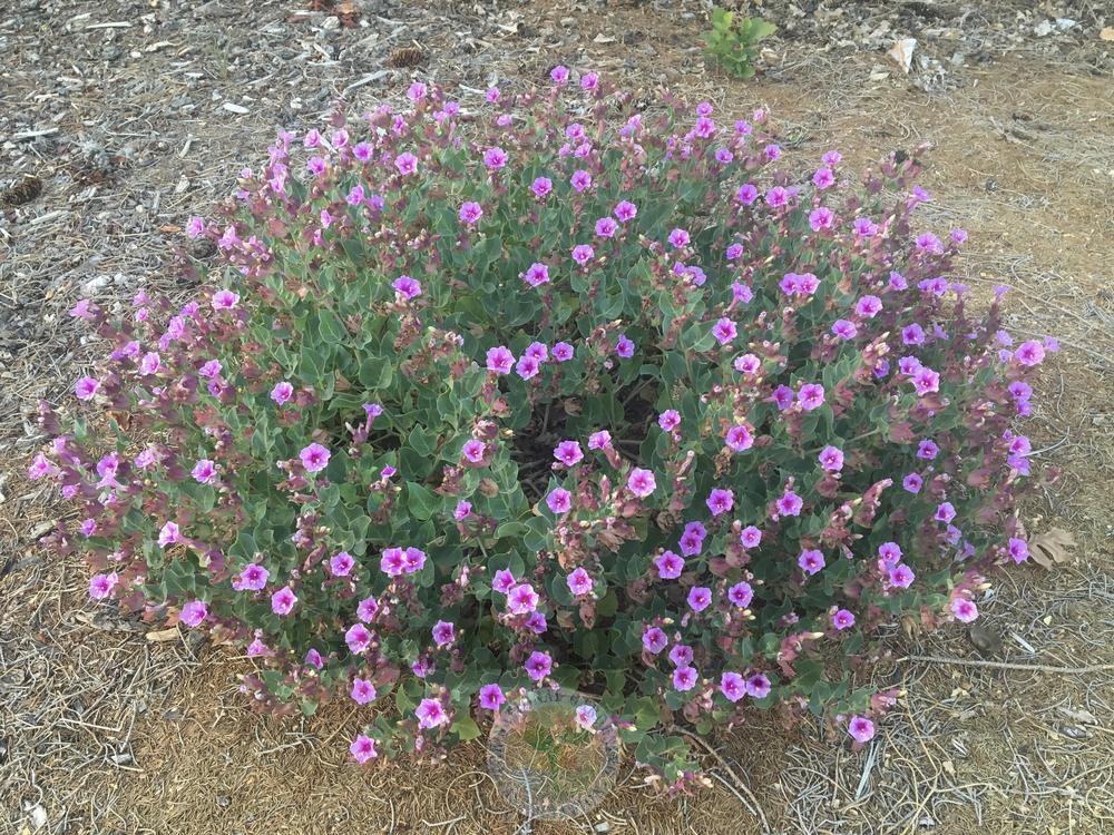 Photo of High Desert Four o'Clock (Mirabilis multiflora) uploaded by BlueOddish