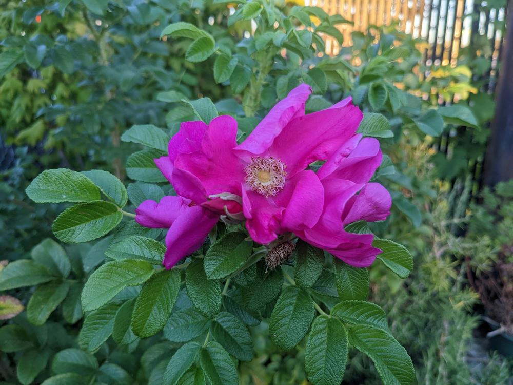 Photo of Beach Rose (Rosa rugosa) uploaded by Joy