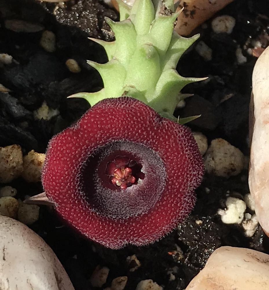 Photo of Huernia (Ceropegia 'Red Dragon Flower') uploaded by Ursula