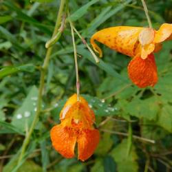 Location: Eagle Bay, New York
Date: 2022-09-07
Orange Jewelweed (Impatiens capensis) aka Spotted Touch-Me-Not