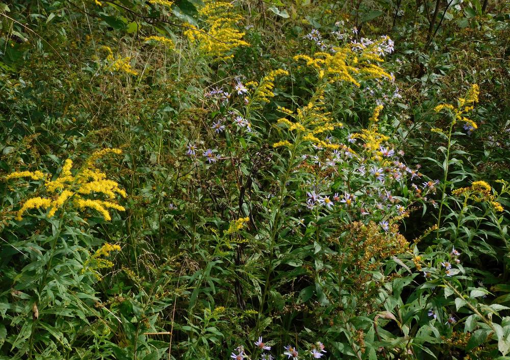 Photo of Goldenrod (Solidago canadensis) uploaded by adknative