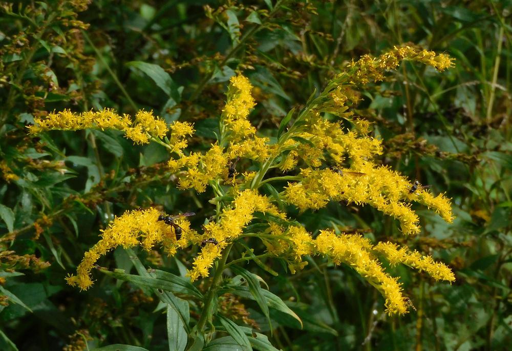 Photo of Goldenrod (Solidago canadensis) uploaded by adknative