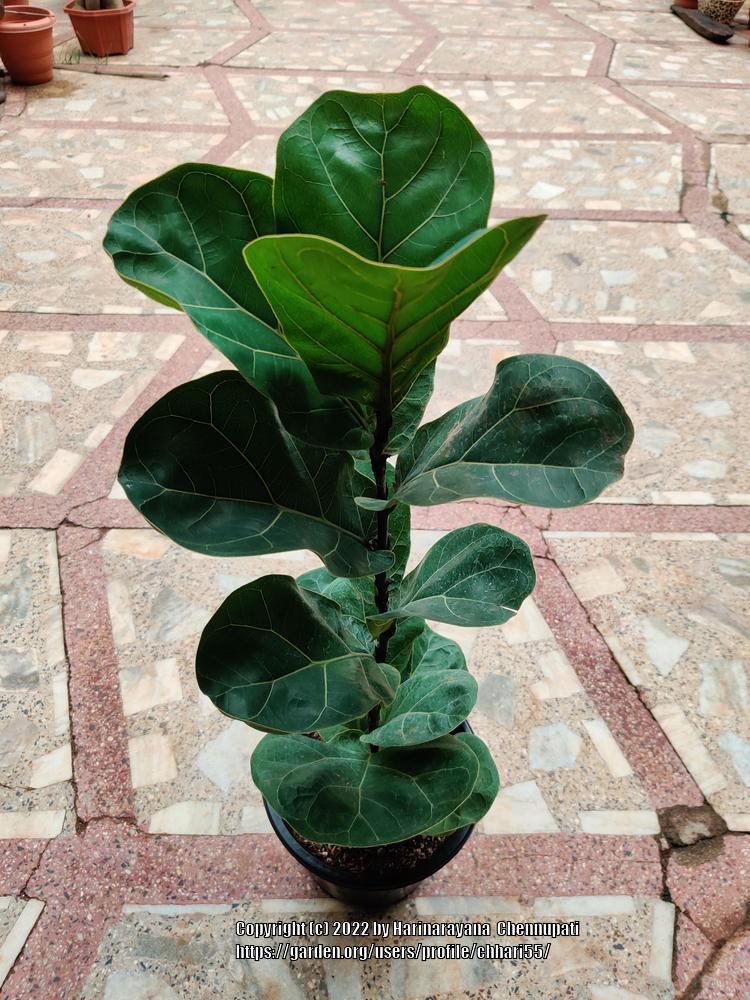 Photo of Fiddle Leaf Fig (Ficus lyrata) uploaded by chhari55
