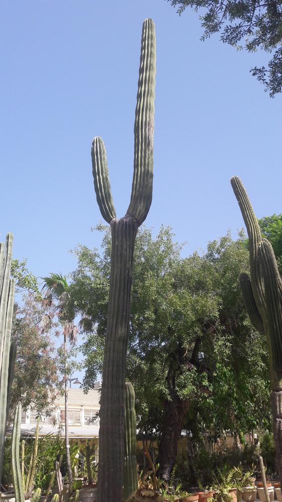 Photo of Mexican Giant Cardon (Pachycereus pringlei) uploaded by skopjecollection