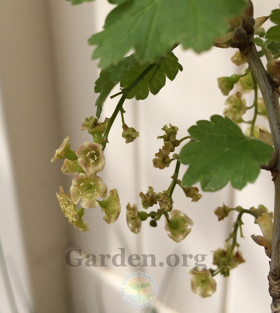 Photo of Red Currant (Ribes rubrum) uploaded by BlueOddish