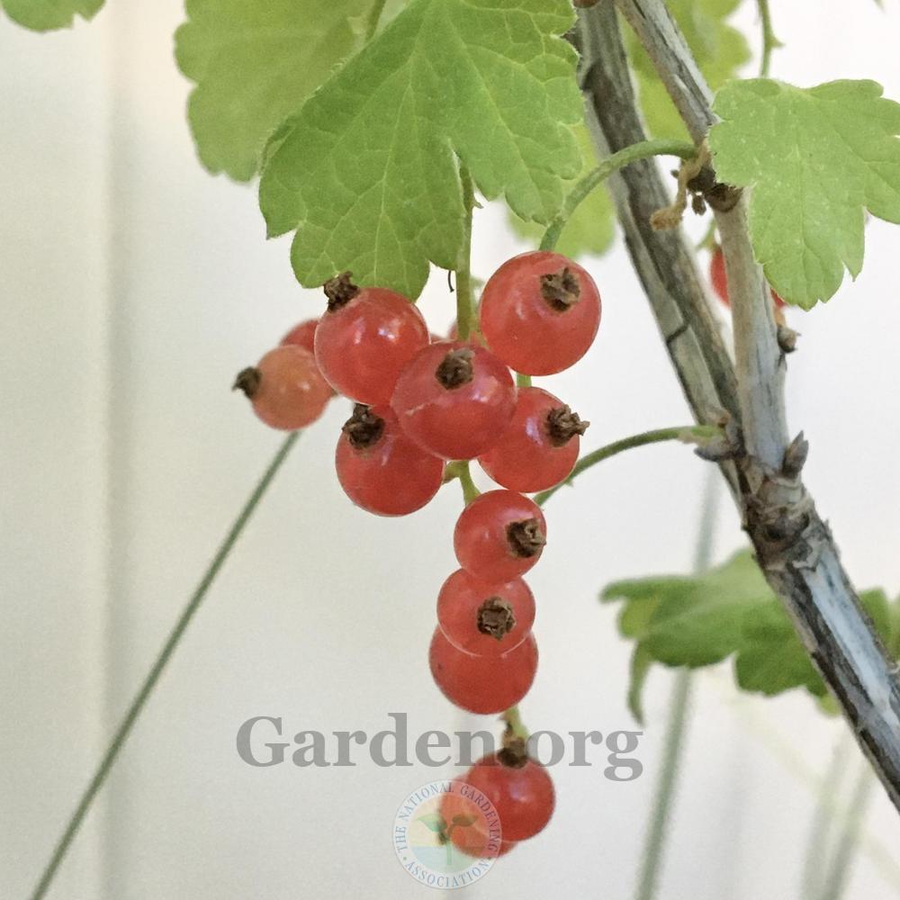 Photo of Red Currant (Ribes rubrum) uploaded by BlueOddish