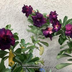 Location: My garden in Tampa, Florida
Date: 2022-09-10
My grafted purple desert rose.