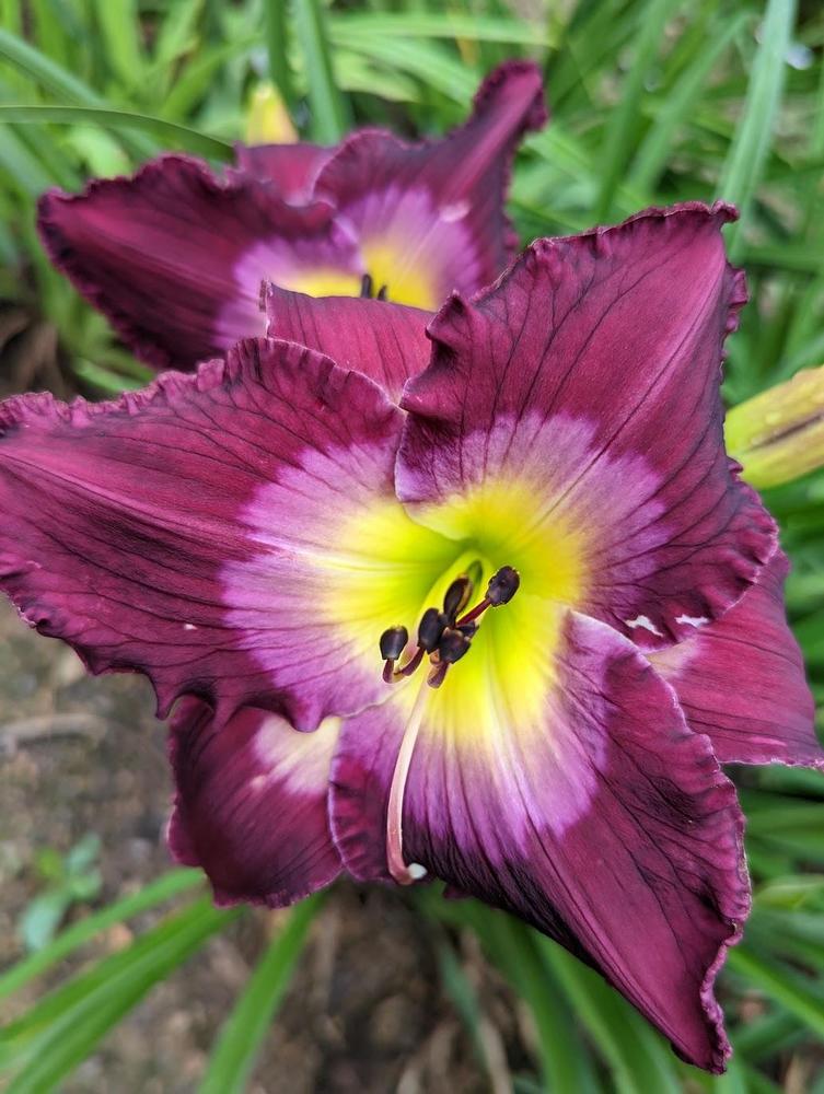 Photo of Daylily (Hemerocallis 'Purple Kaboom') uploaded by Hembrain