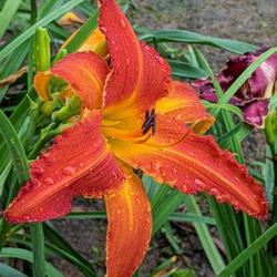 Location: Blue Ridge Daylilies, Annual National Convention in Asheville, North Carolina
Date: 07/09/2022