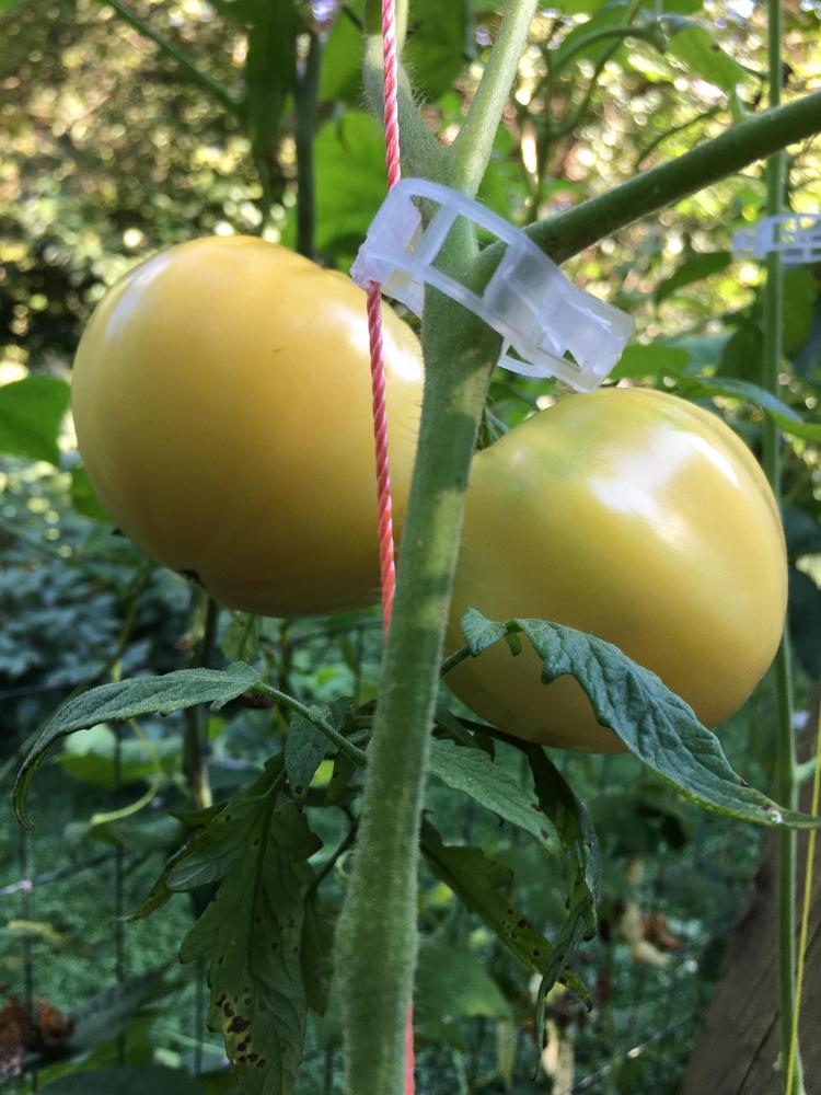 Photo of Tomato (Solanum lycopersicum 'Great White') uploaded by antsinmypants
