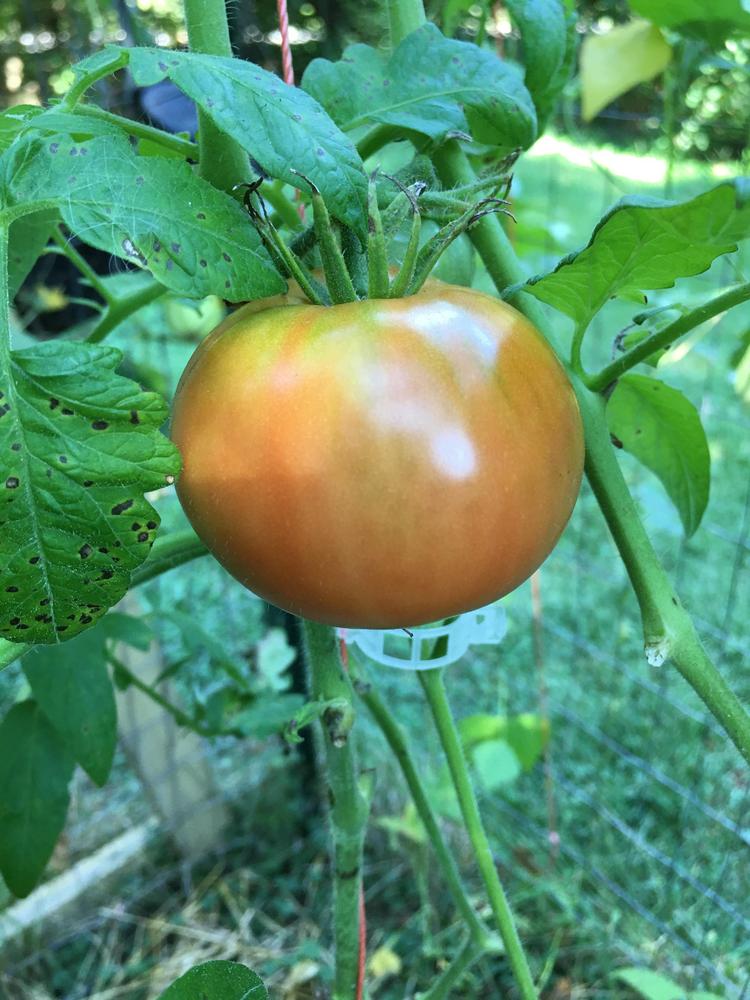 Photo of Tomato (Solanum lycopersicum 'Delicious') uploaded by antsinmypants