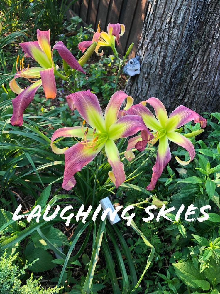 Photo of Daylily (Hemerocallis 'Laughing Skies') uploaded by geeter8