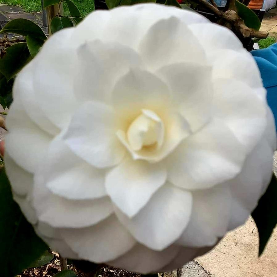 Photo of Japanese Camellia (Camellia japonica 'Nuccio's Gem') uploaded by gwhizz
