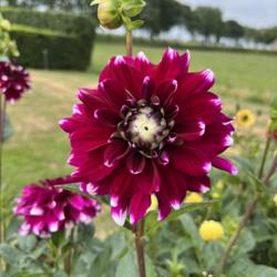 Location: Elshout
Date: 2022-07-31
Dahlia Mystery Day grown in The Netherlands