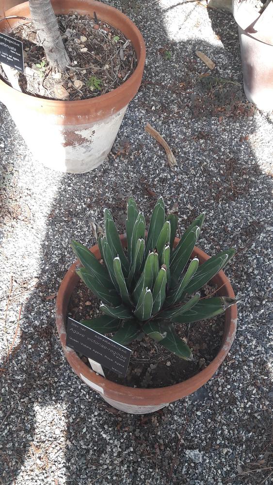 Photo of Queen Victoria Agave (Agave victoriae-reginae) uploaded by skopjecollection
