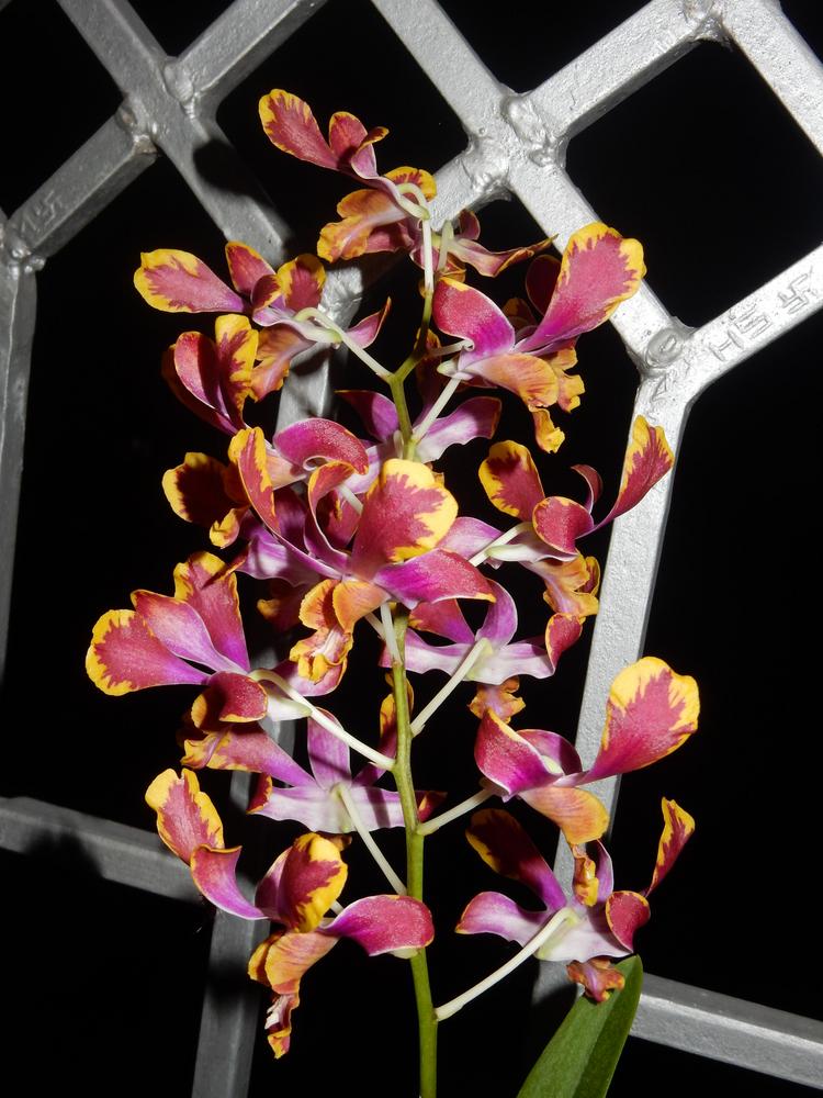 Photo of Orchid (Dendrobium) uploaded by Debleena