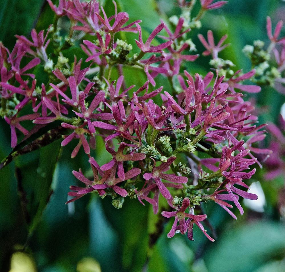 Photo of Seven Son Flower (Heptacodium miconioides) uploaded by Fleur569