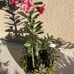 Location: My garden in Tampa, Florida
Date: 2022-09-10
Seedpod and blooms of my grafted desert rose, Rainbow.