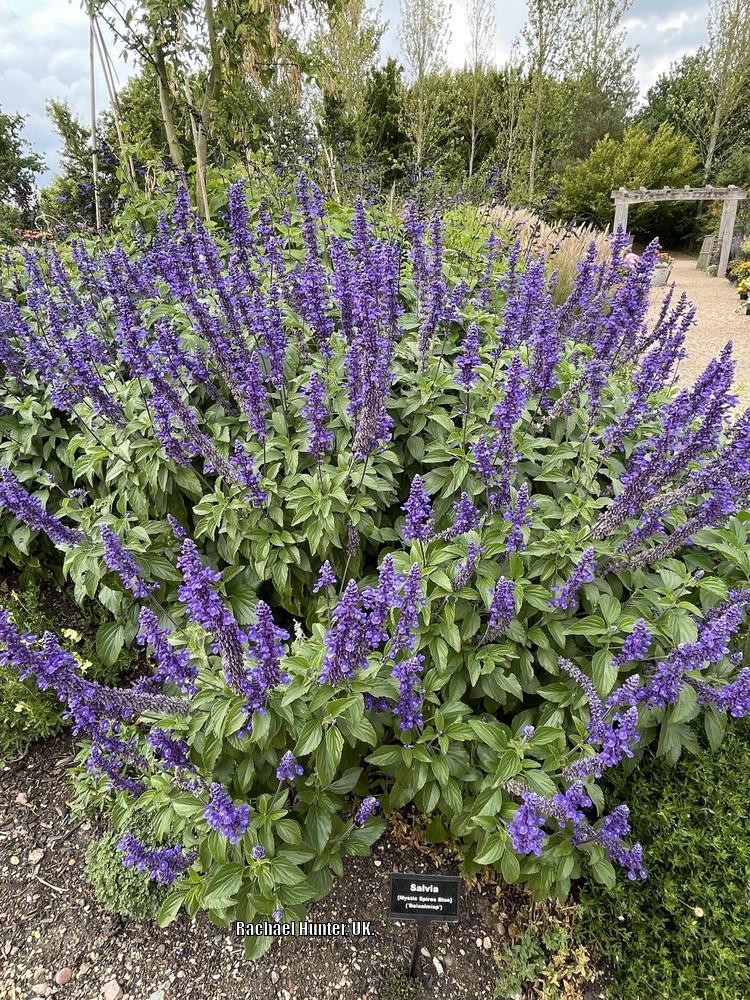 Photo of Sage (Salvia Mystic Spires Blue) uploaded by RachaelHunter