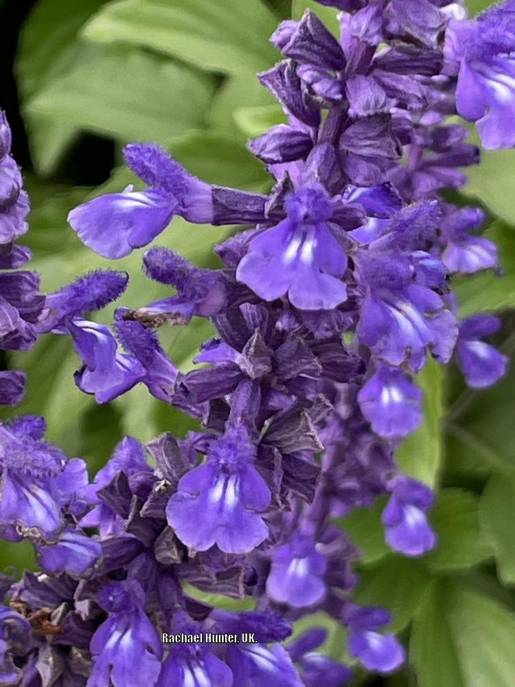 Photo of Sage (Salvia Mystic Spires Blue) uploaded by RachaelHunter