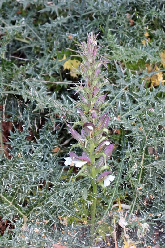 Photo of Bear's Breeches (Acanthus spinosus) uploaded by RuuddeBlock